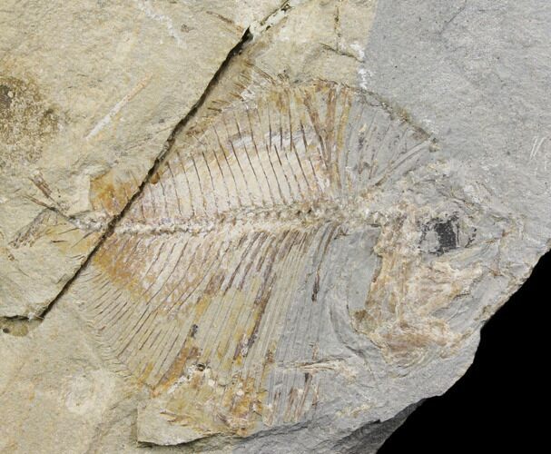 Bargain, Fossil Fish (Diplomystus Birdi) - Hjoula, Lebanon #147202